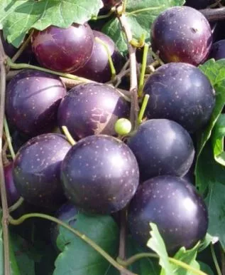 Paulk Muscadine