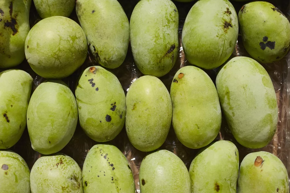 Paw Paw Tree 4-5′