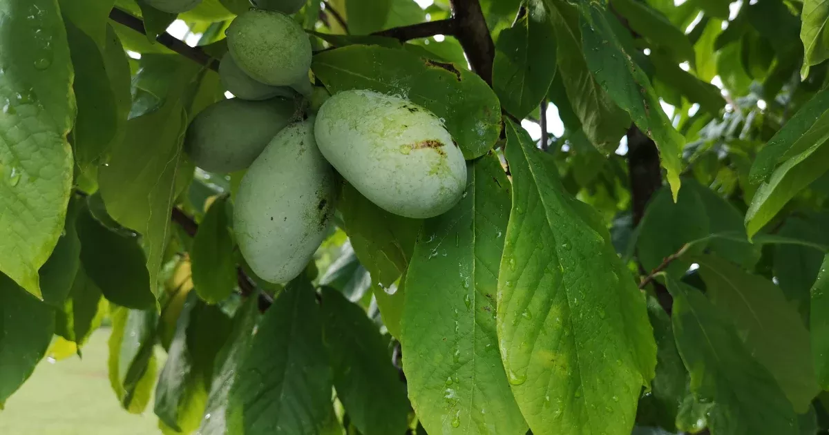 Paw Paw Trees