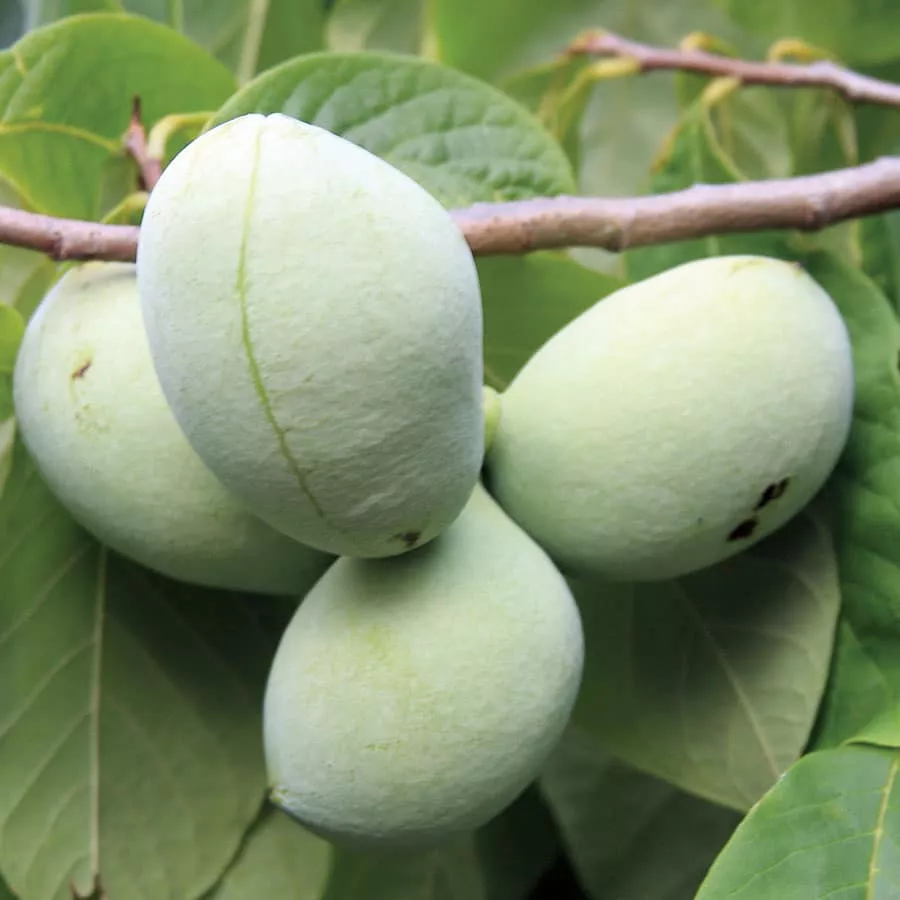 Pawpaw (Mango)