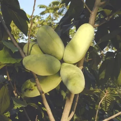 Pawpaw (Maria’s Joy)