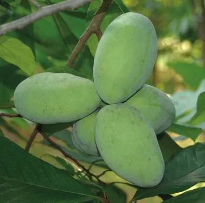 pawpaw (Prolific)