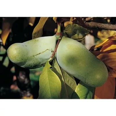 Pawpaw (Rebecca’s Gold)
