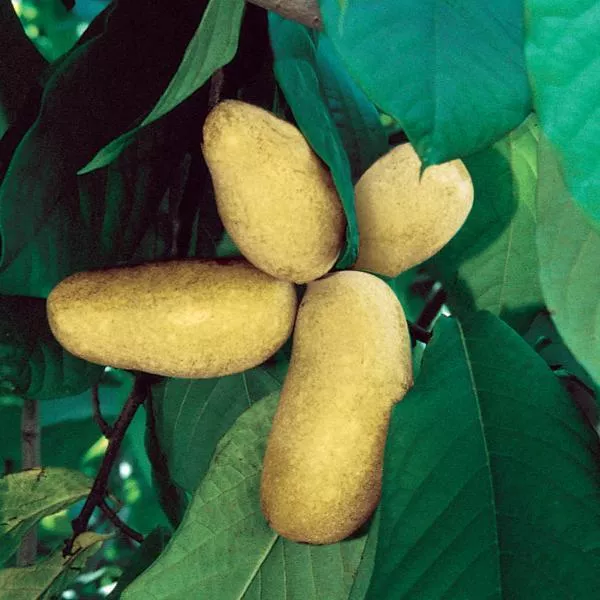 Pawpaw (Shenandoah)