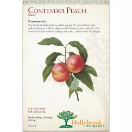 Peach Contender Dwarf