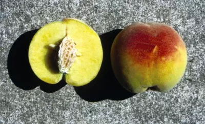 Peach - Contender