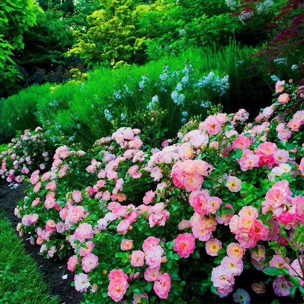 Peach Drift Groundcover Rose