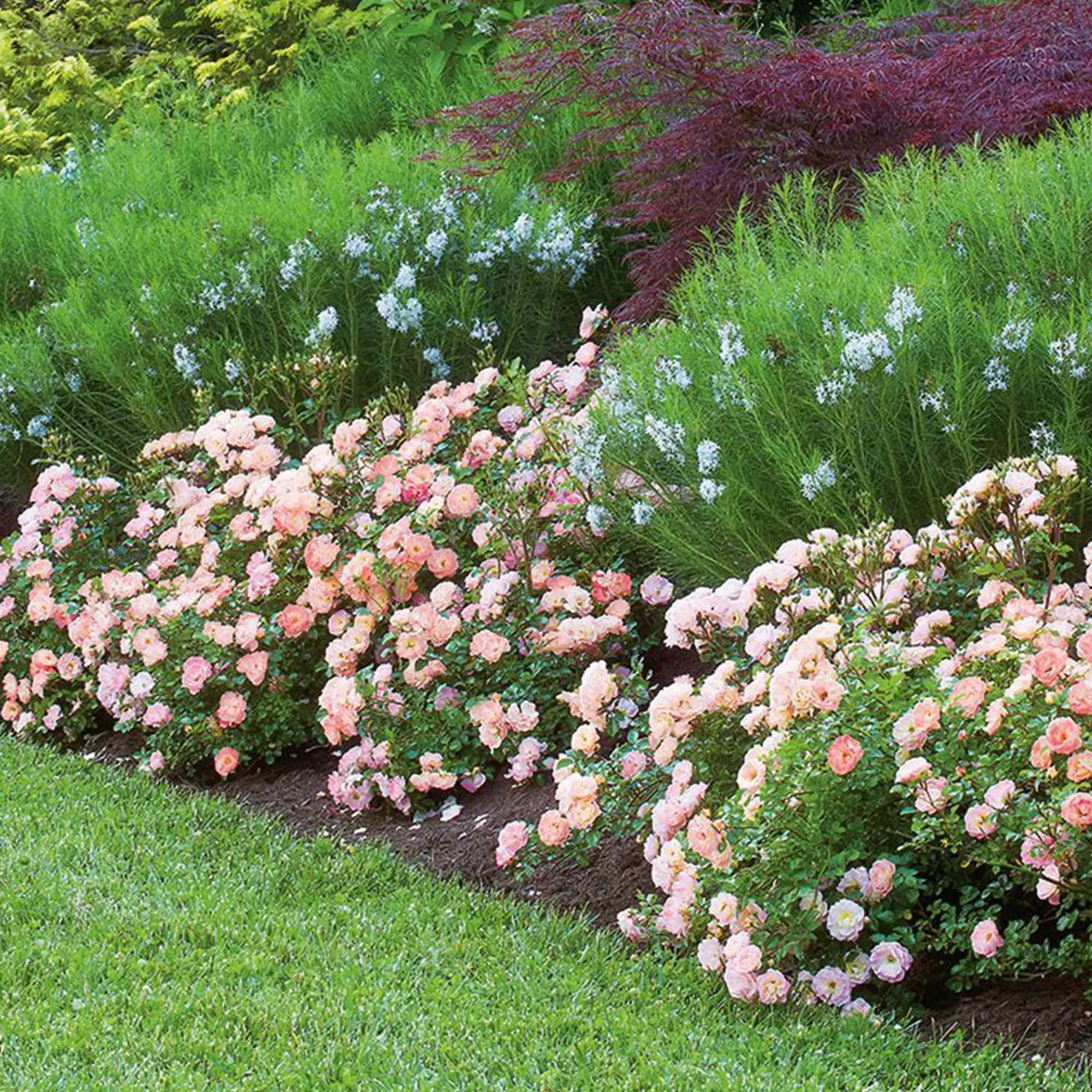 Peach Drift Rose Bush – 1 Gallon / Single