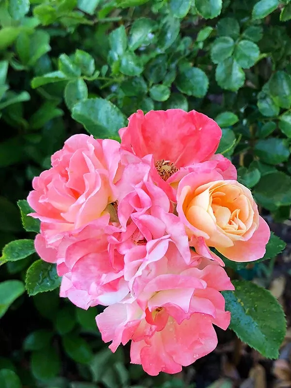 Peach Drift Rose – Tree Form