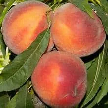 Peach Tree (Pix Zee) Miniature