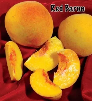 Peach Tree (Red Baron)