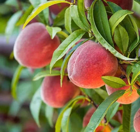 Peach Tree (Red Haven)