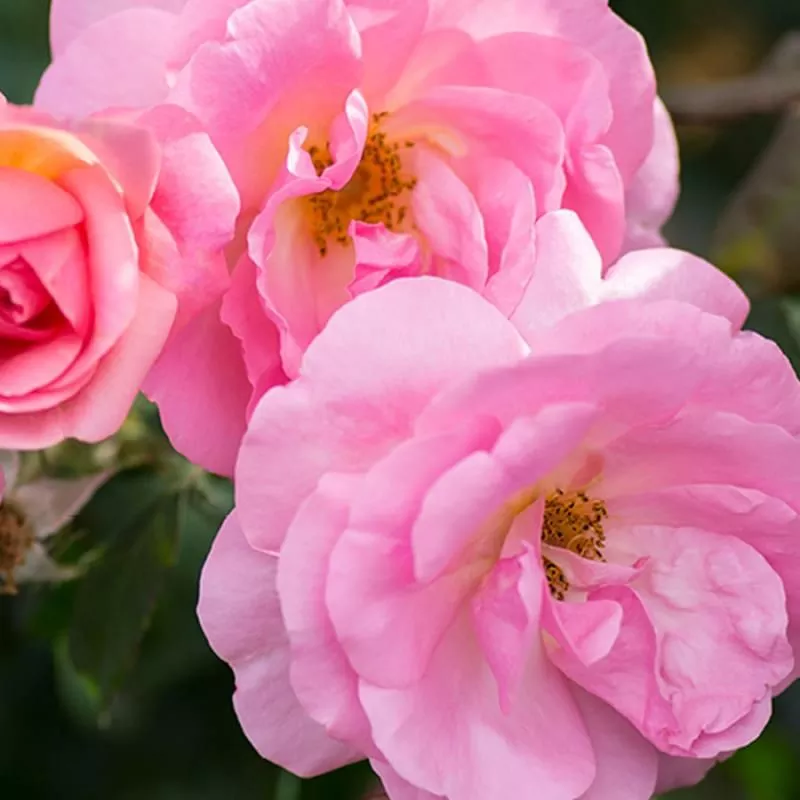 Peachy Knock Out Rose