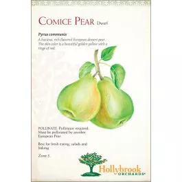 Pear Comice European Dwarf