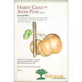 Pear Hardy Giant Asian Dwarf