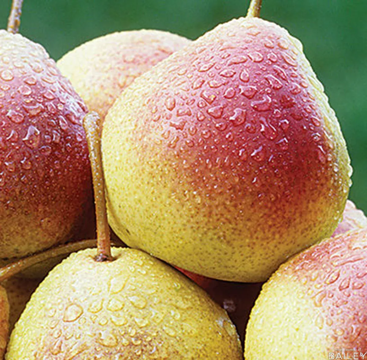 Pear Summercrisp 5gal