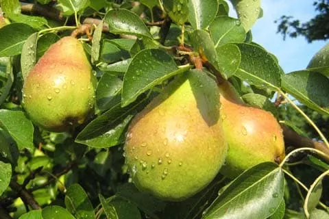 Pear Tree (Anjou)