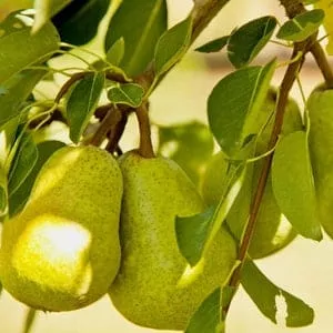 Pear Tree (Bartlett)
