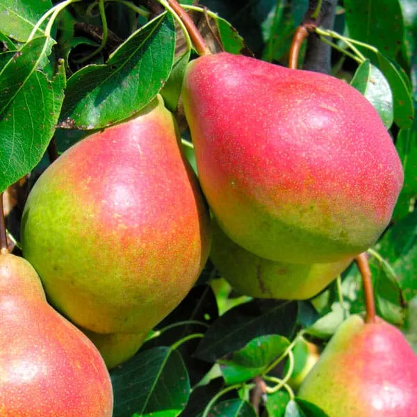 Pear Tree (Summercrisp)