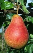 Pear Tree (Ubileen)