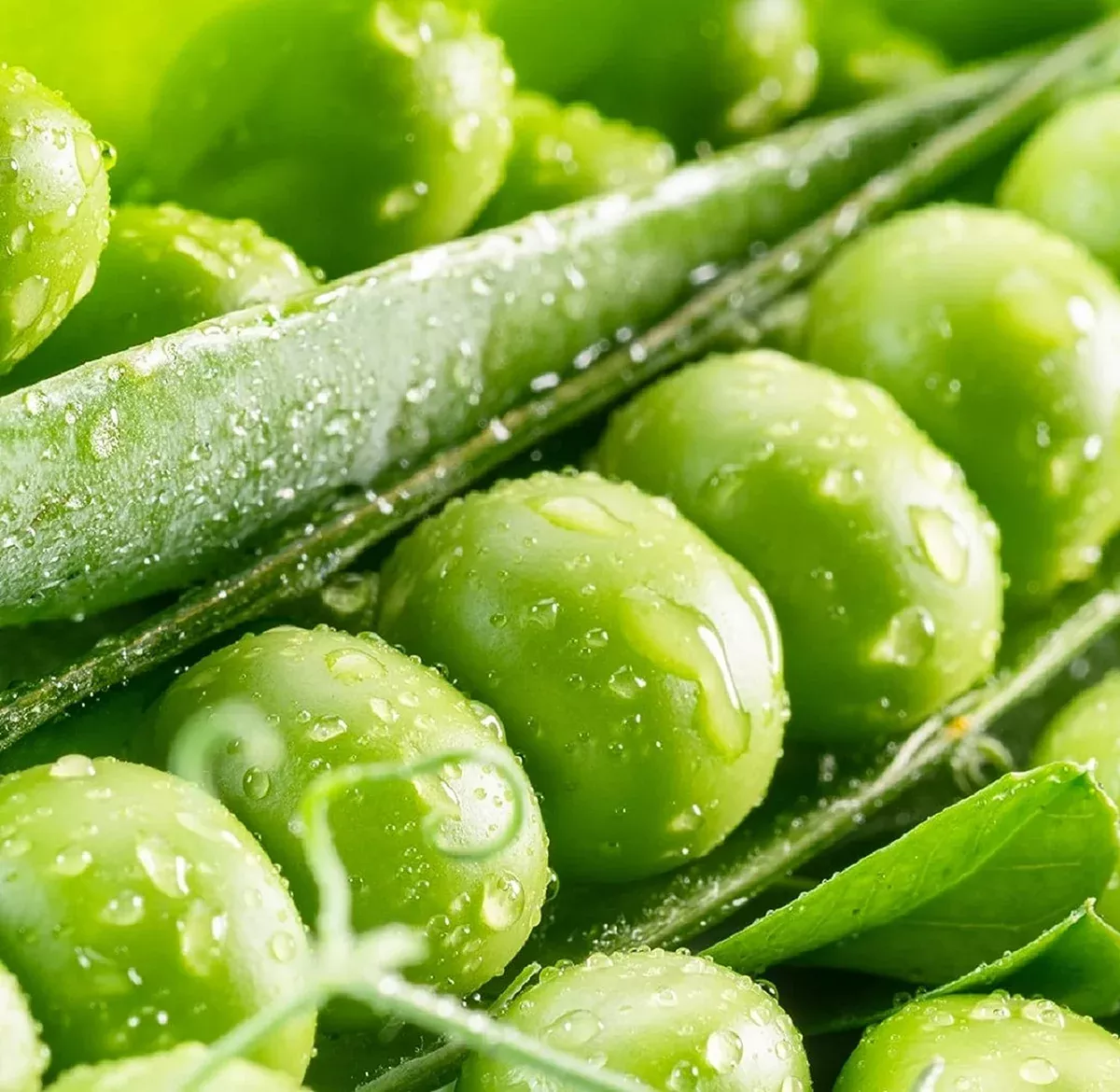 PEAS, SUGAR SNAP 1 LB