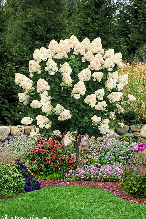 Pee Gee Hydrangea Tree (Single Trunk) - 7 Gallon Pot (5-6')