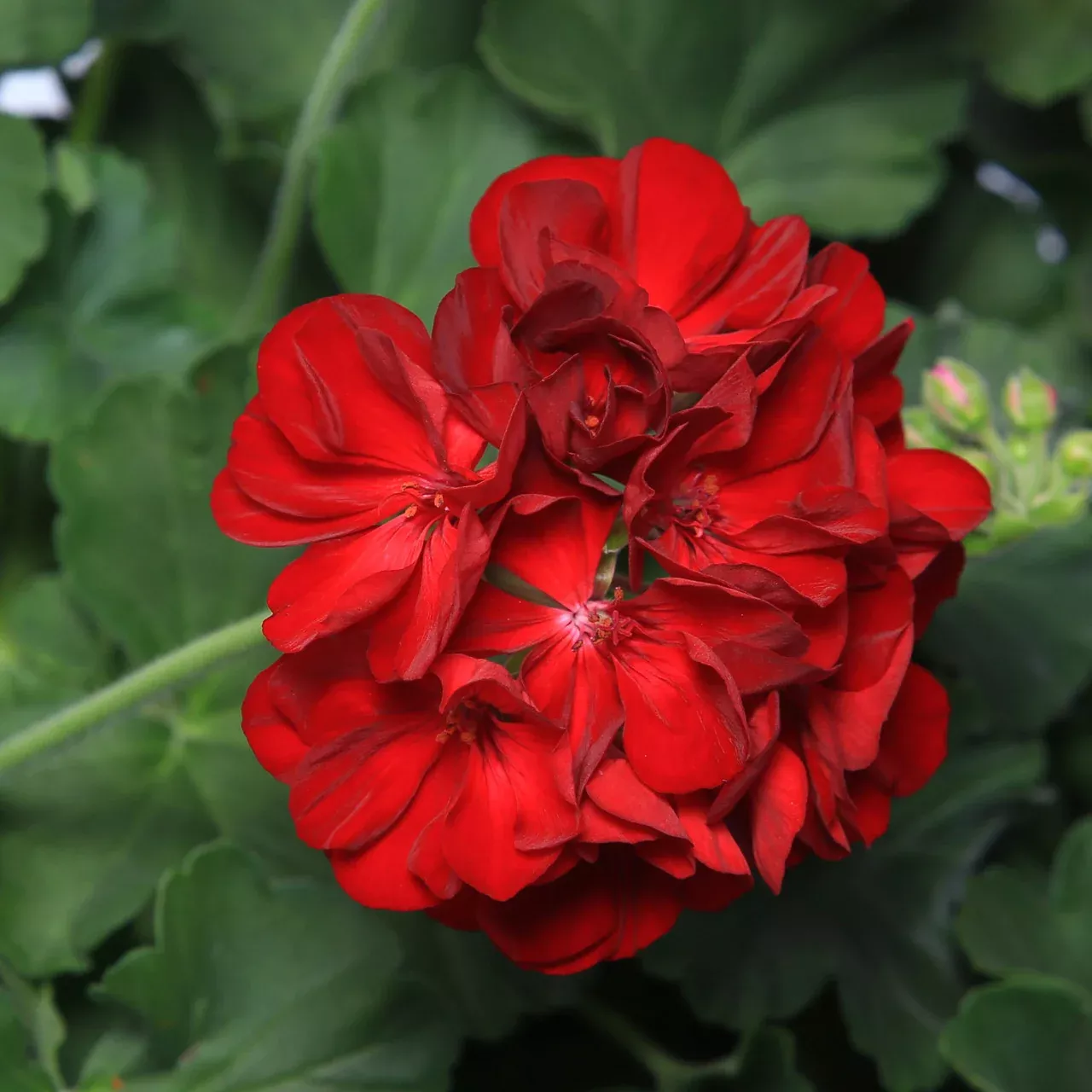 Pelargonium 'Calliope Medium Dark Red'