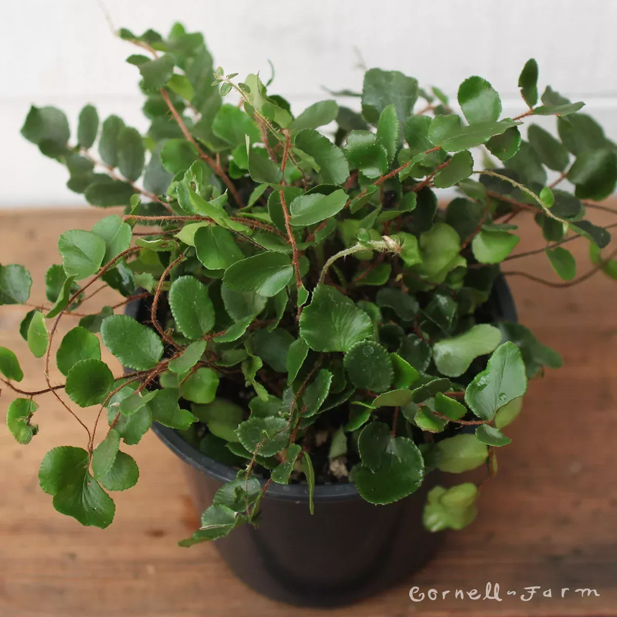 Pellaea rotundifolia 4in Button Fern