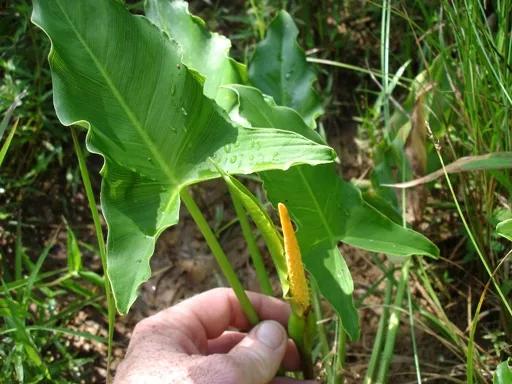 Peltandra virginica