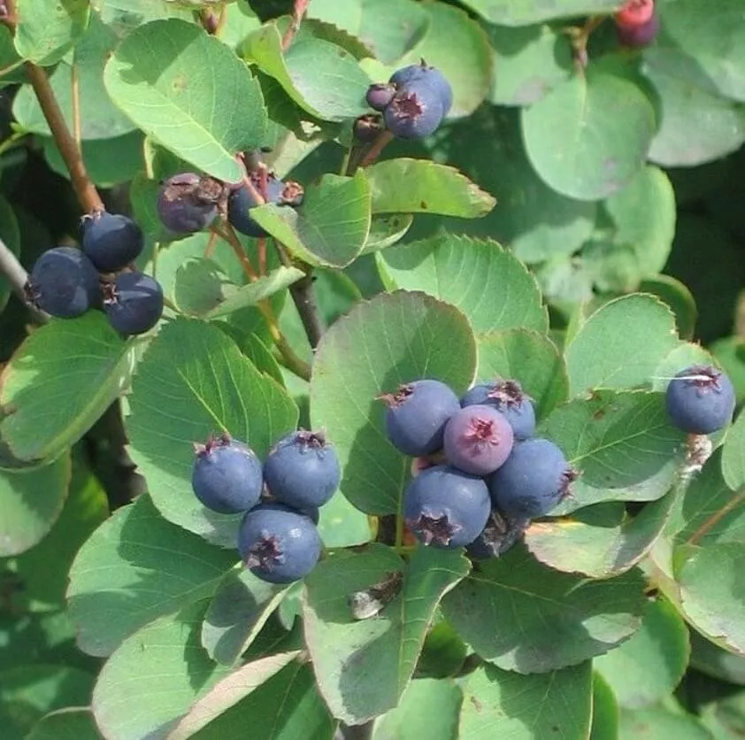 Pembina, Serviceberry