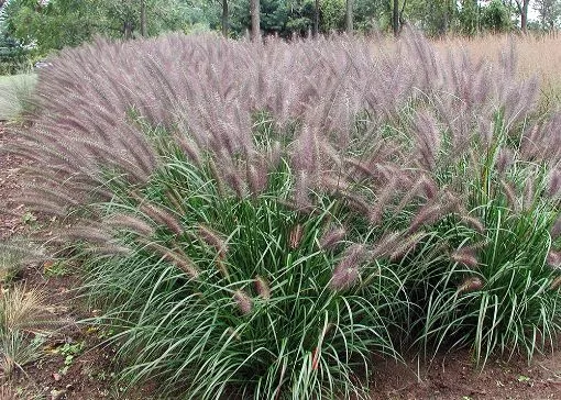 Pennisetum 'Red Head' - One Quart Pot