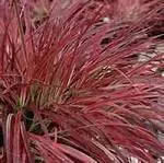 Pennisetum setaceum ‘Fireworks’