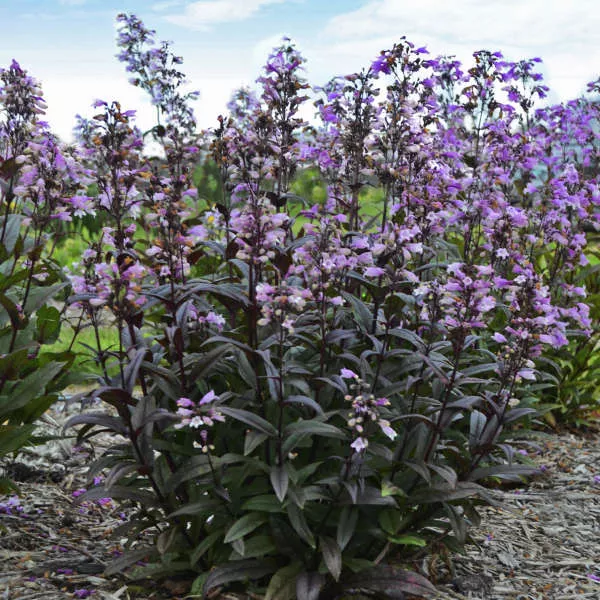 Penstemon ‘Blackbeard’