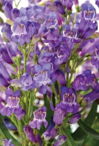 Penstemon 'Blue Rock Candy' Beardtongue - One Quart Pot