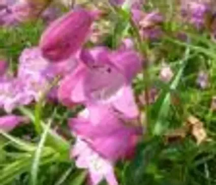 Penstemon, Carolyn's Hope