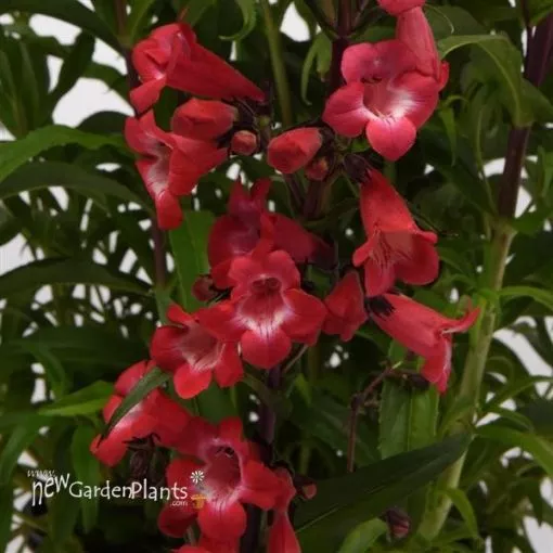 Penstemon 'Cherry Sparks' Beardtongue - One Quart Pot