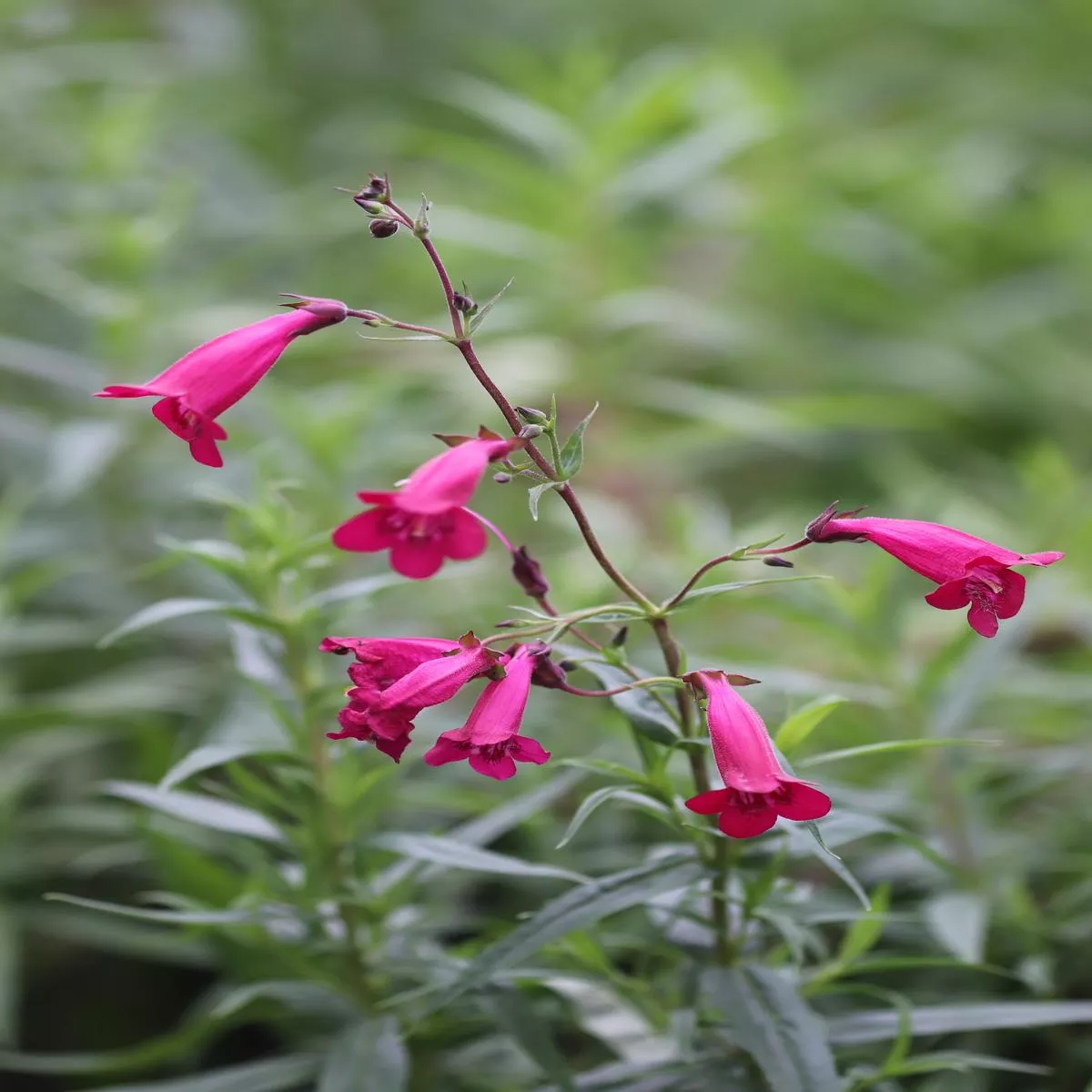 Penstemon’Garnet ’