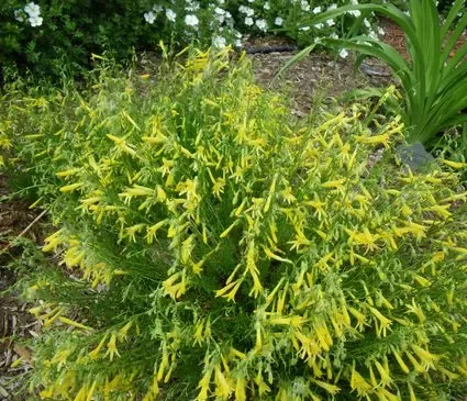 Penstemon, Mersea Yellow