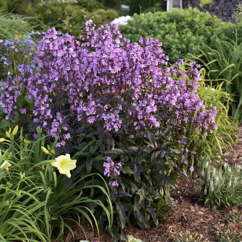 Penstemon ‘Midnight Masquerade’