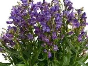 Penstemon 'Rock Candy Blue' (10)ct Quarts