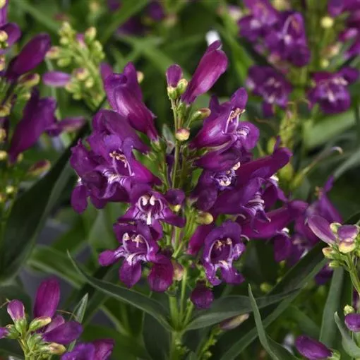 Penstemon 'Rock Candy Purple' Beardtongue - One Quart Pot