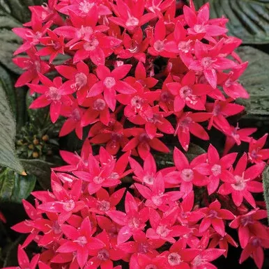 Pentas lanceolata 'Sunstar Red'