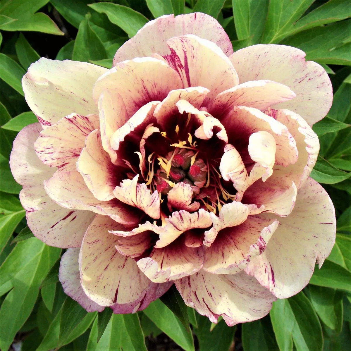 Peony – All That Jazz