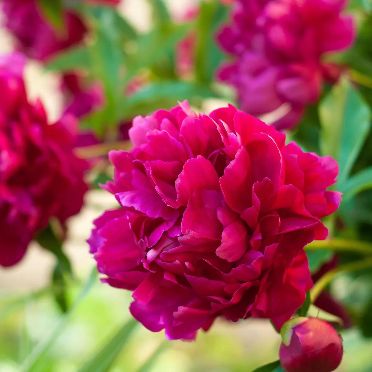 Peony – Big Ben