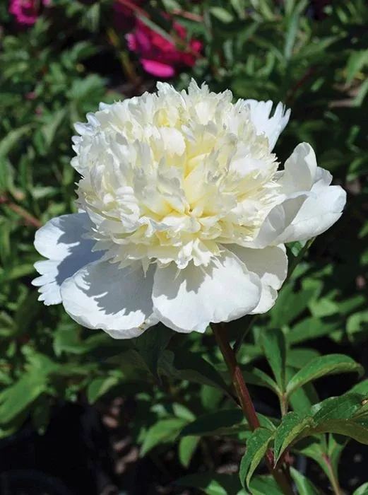 Peony - Charles White