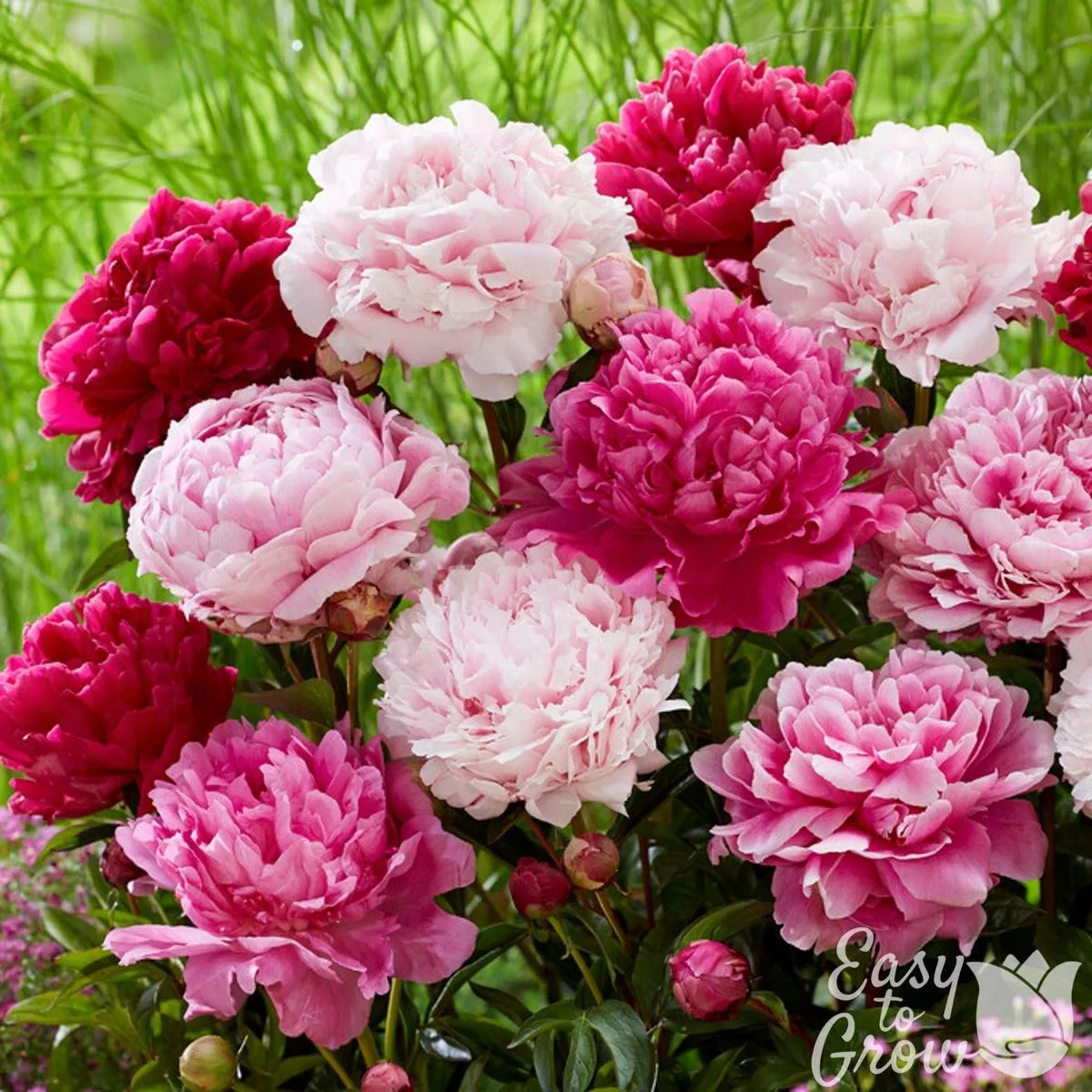 Peony – Double Flowering Mix