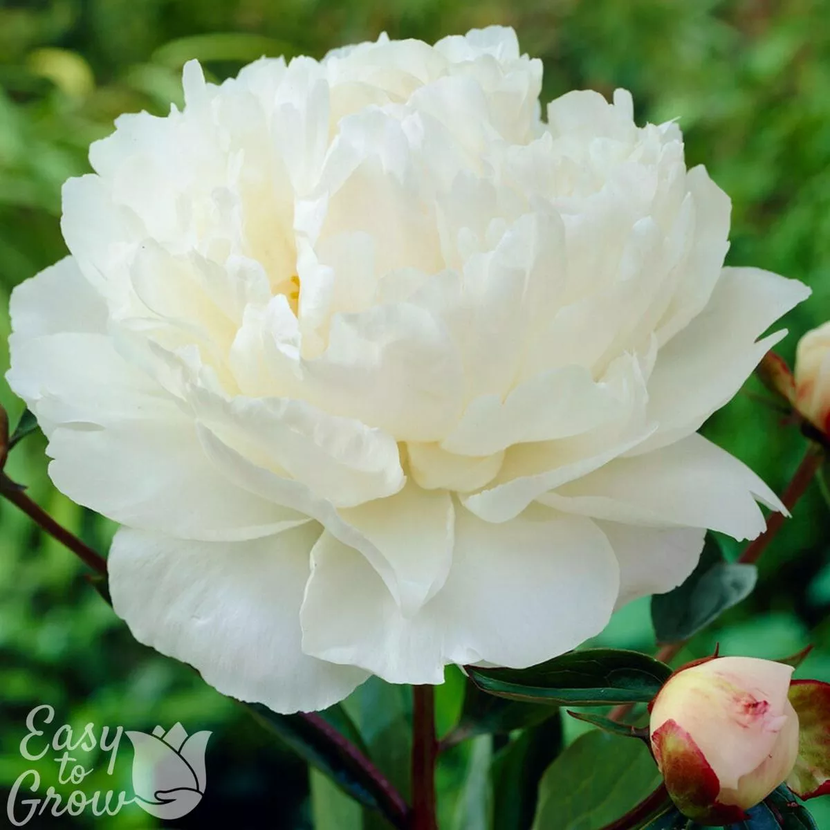 Peony – Gardenia
