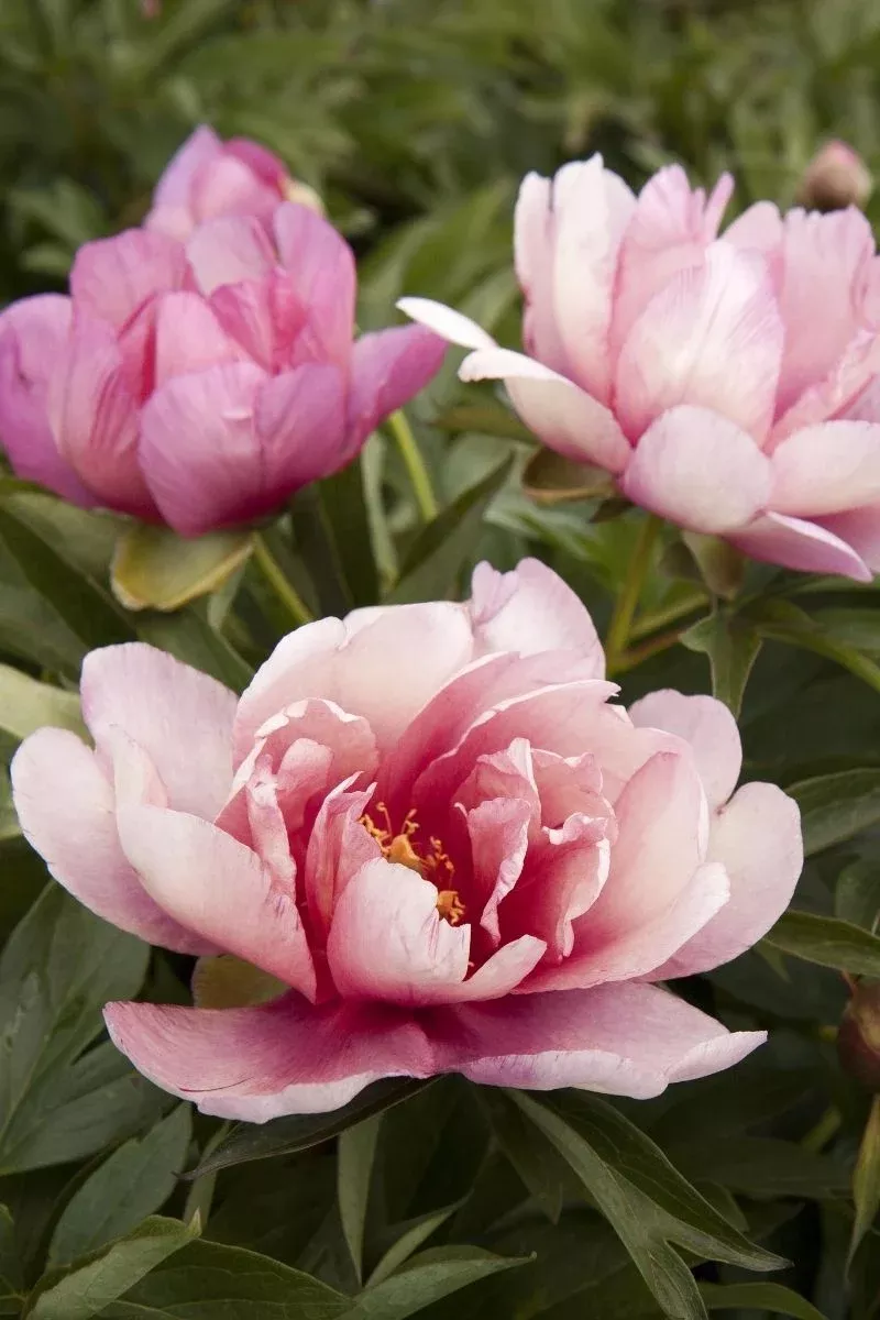 Peony, Itoh Keiko
