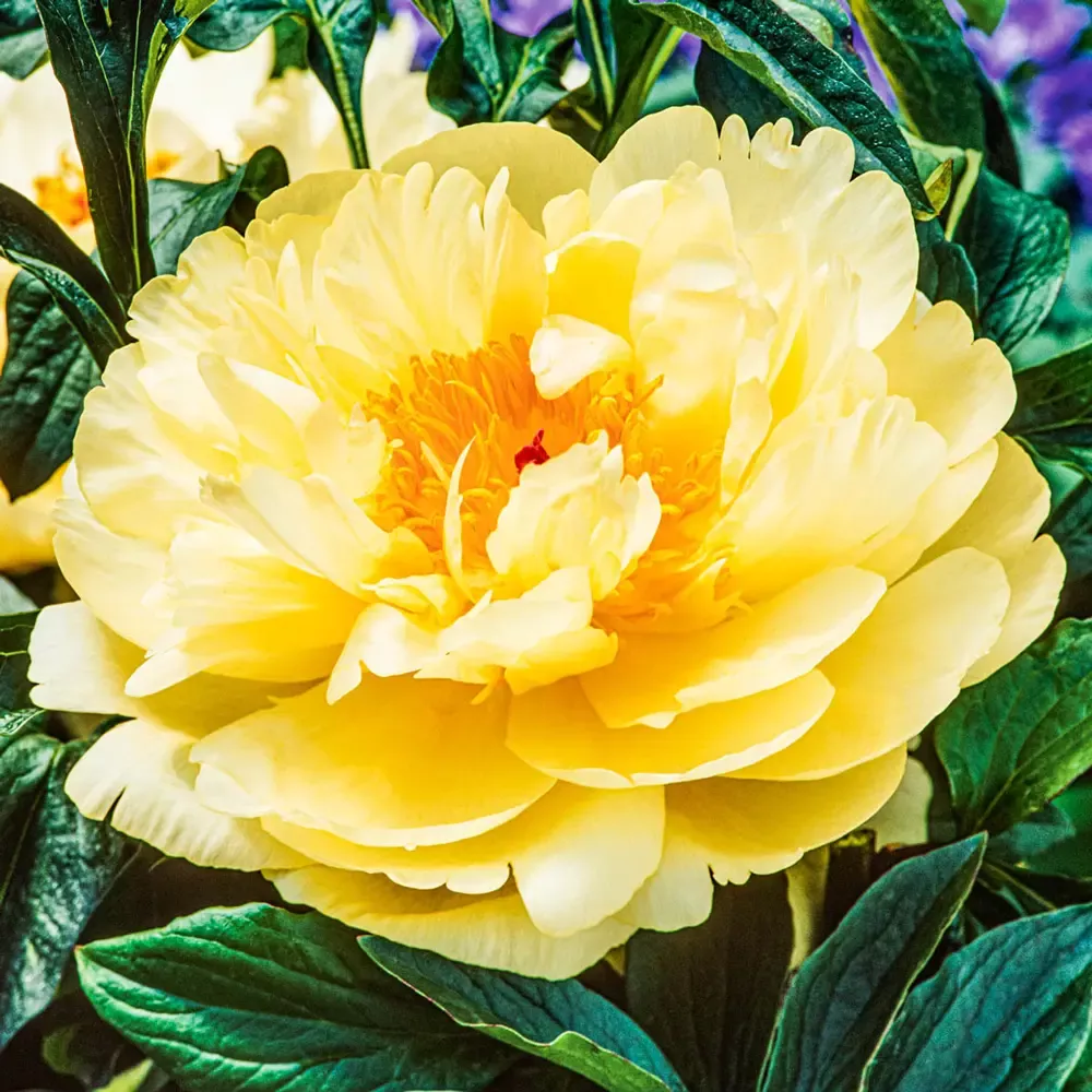 Peony Lemon Chiffon