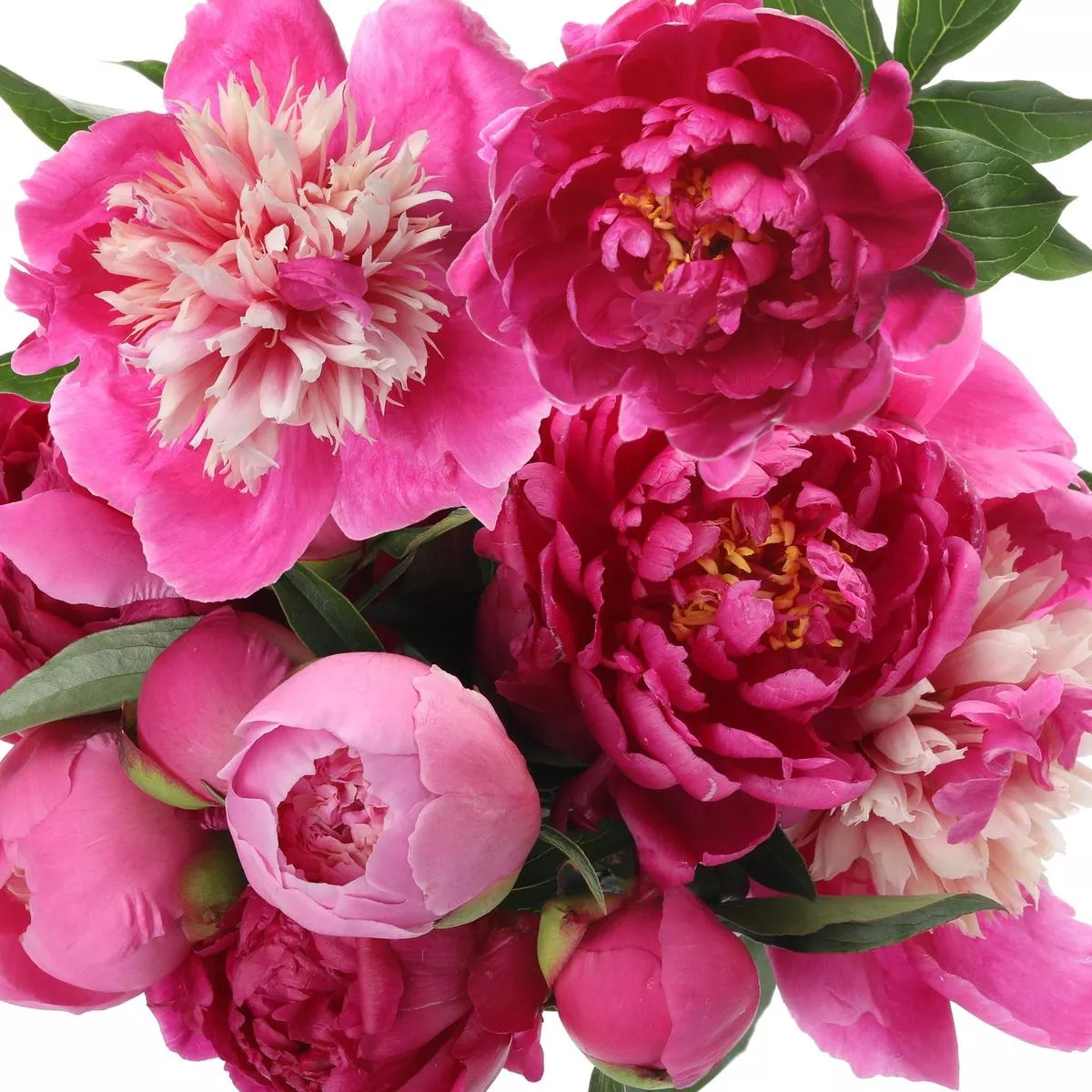 Peony – Passionate Pink Collection